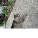 Rjs hang out