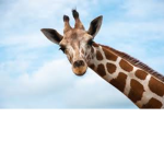 Giraffe People! Join For Fun