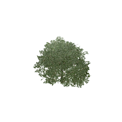 PBR Bush