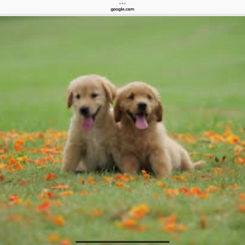 join if you love dogs