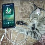 Muwahideen