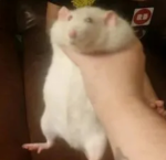The Secret Society Of Rats