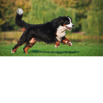 Support my doggies and me