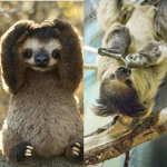 Sloth group poke