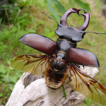insect society