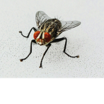 THE ARMY OF THE FLIES