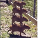 CAPYBARA CLAN!!