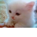 i più cute del mondo