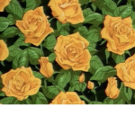 YellowDaisys