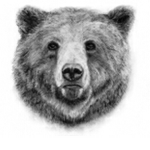 Bear & Wolf Squad