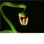 snake20