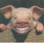 PIGGYS UNITED (OFFICIAL - GROUP)