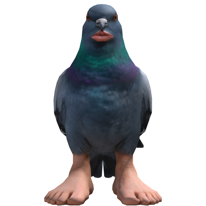 Pigeon Catina Right