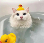 White Gatito