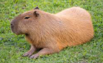 Pro Capybara’s group