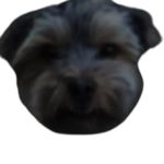 DoggoNinja Fan Group!