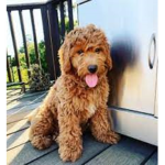 I am getting a dog