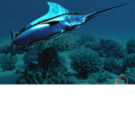 Billfish Squad