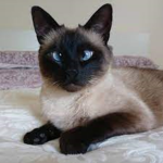 Sam the cat fan group