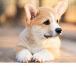 ThatCasualCorgie
