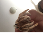 The hermit crab players