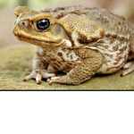 Toad the boad