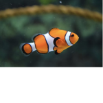 Bluepuffer55