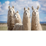 Llamas are everything!