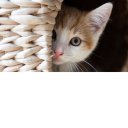 CAT CITY! (Unofficial release versoin)
