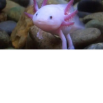 Axolotl gang!!!! >