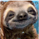 Duck group but a sloth