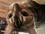 We are the best kittys