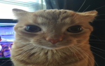 Cat Gods Clothing