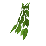 Cape Of leaves
