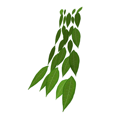Cape Of leaves