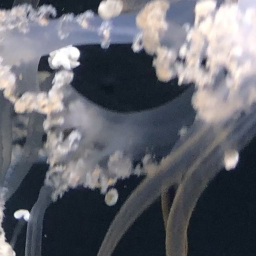 ✧