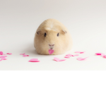 My pet piggy.