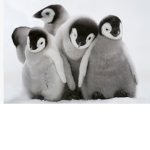 mypenguin