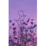 Lavender Farm!