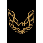 Falcon studio’s