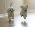 ~White Poodle Mix~