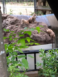 タナカ教
