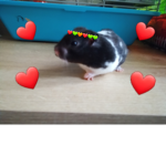 Fan hamsters!
