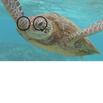 Harry Turtle Club thingy.