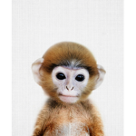 Monkey cousin cool kids