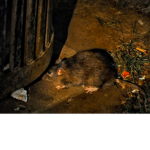 Rat worriors