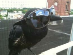 Blocky Pigeon Yt