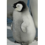UrPenguin