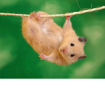 Hammy Cooper Group