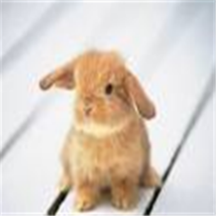 cute baby bunny Roblox decal